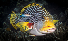 Plectorhinchus lineatus