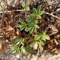 Potentilla caulescens