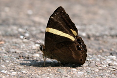 Abisara fylla