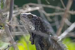 Iguana iguana