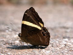 Abisara fylla