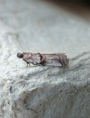 Acrobasis caryae