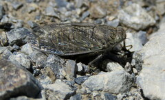 Maoricicada mangu mangu