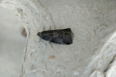 Acrobasis amplexella