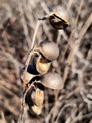 Baptisia sphaerocarpa