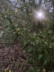 Ligustrum ovalifolium