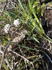 Lomatium gormanii