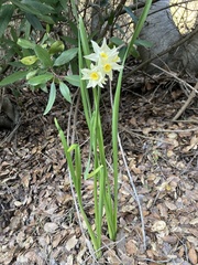 Narcissus pseudonarcissus
