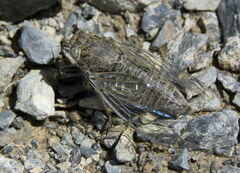 Maoricicada mangu mangu