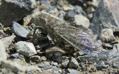 Maoricicada mangu mangu