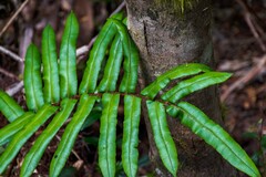 Blechnum wattsii