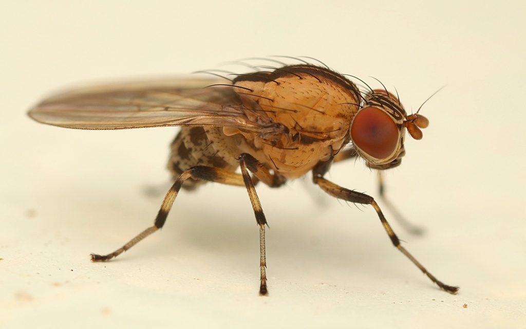 Brown-striped Litter Fly from Kaeo, New Zealand on February 05, 2022 at ...