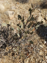 Simmondsia chinensis