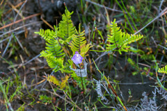 Utricularia dichotoma