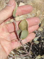 Simmondsia chinensis