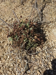 Eriogonum inflatum