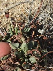 Eriogonum inflatum