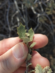 Quercus cornelius-mulleri