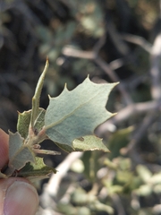 Quercus cornelius-mulleri
