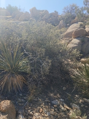 Quercus cornelius-mulleri