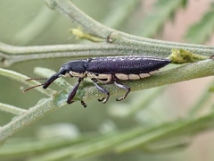 Rhinotia brunnea