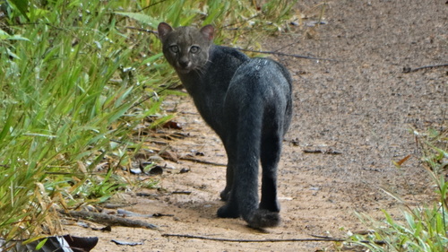 Jaguarundi