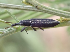 Rhinotia brunnea