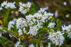 Sprengelia propinqua