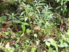 Sarcococca hookeriana digyna