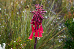 Blandfordia punicea