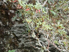 Rhododendron rubropilosum taiwanalpinum