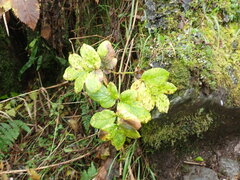 Angelica morrisonicola