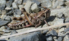 Sigaus australis