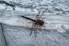 Synthemiopsis gomphomacromioides