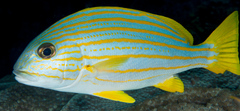 Plectorhinchus chrysotaenia