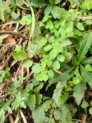 Astragalus nokoensis