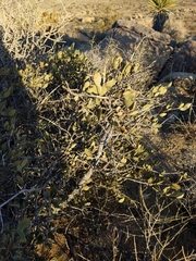 Simmondsia chinensis