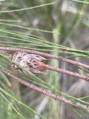 Cylindrococcus spiniferus