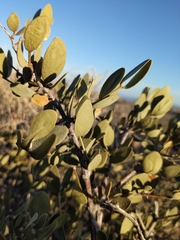 Simmondsia chinensis