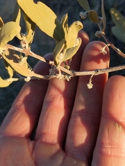 Simmondsia chinensis