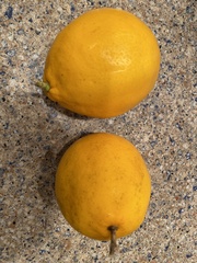 Citrus × pyriformis