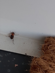 Phyllotocus bimaculatus