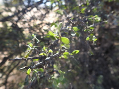 Condalia velutina