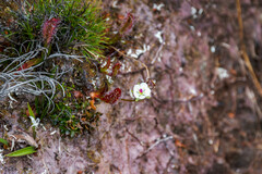 Drosera murfetii