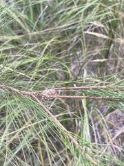 Cylindrococcus spiniferus