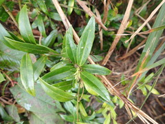 Sarcococca hookeriana digyna