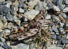 Sigaus australis