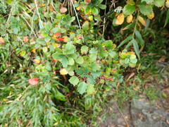 Berberis morrisonensis