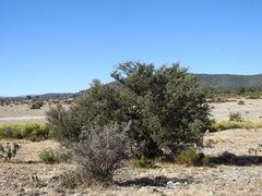Condalia velutina