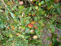 Berberis morrisonensis